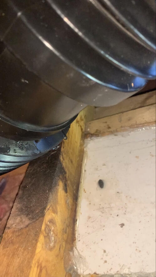 Rodent loft inspection carried out in Paisley, Renfrew